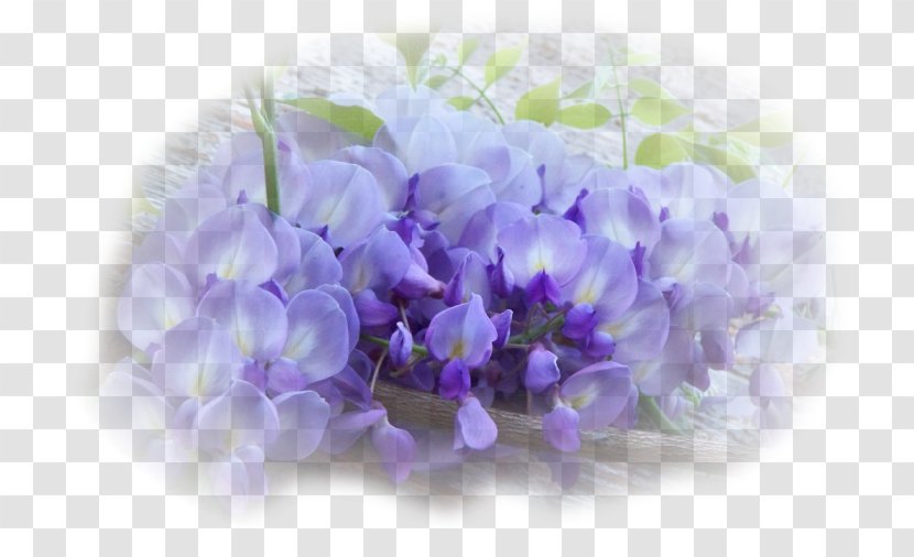 Wisteria Sinensis Flower Violet Seed Lavender - Plant Transparent PNG