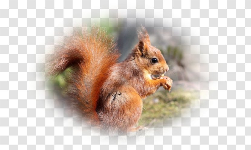 Fox Squirrel Chipmunk Whiskers Snout - Pas De Deux Transparent PNG