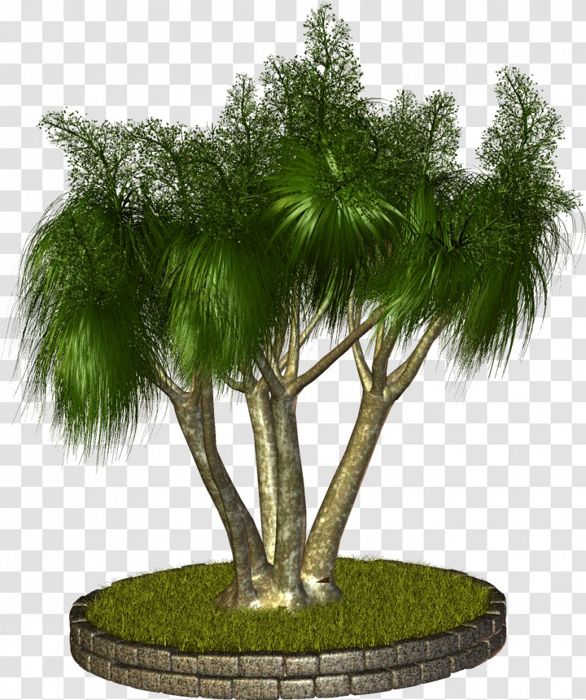 Tree Plant Arecaceae Clip Art - Palm Transparent PNG