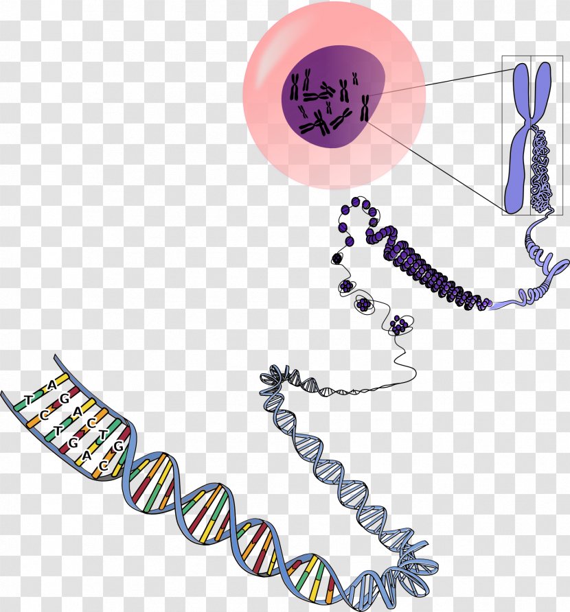 DNA Chromosome RNA Genetics - Nucleic Acid Sequence Transparent PNG