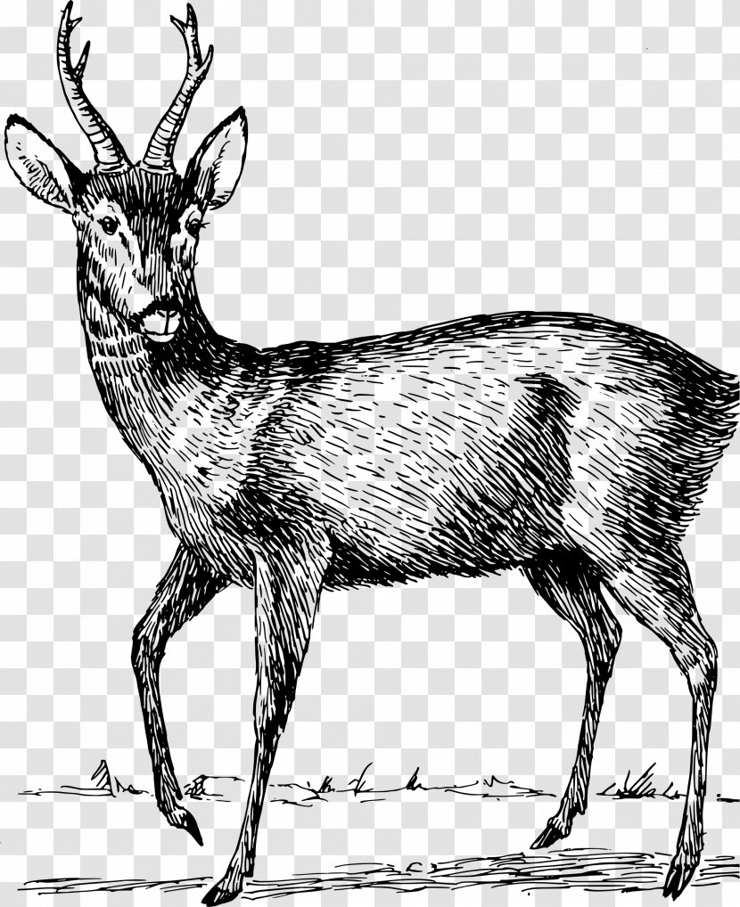 Reindeer Roe Deer Elk Clip Art - Musk Transparent PNG