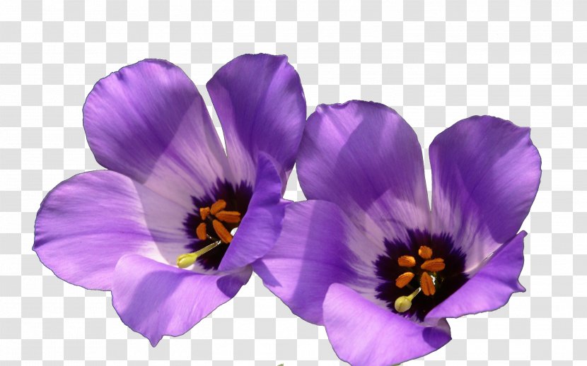 Violet Wildflower Wallpaper - Widescreen - Purple Wildflowers Transparent PNG