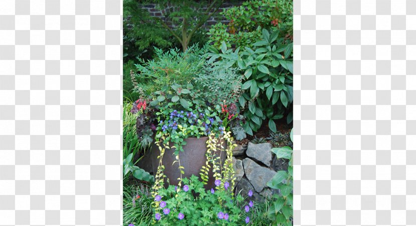 Tree Garden Evergreen Shrub Herb - Flower - Capitol Hill Transparent PNG