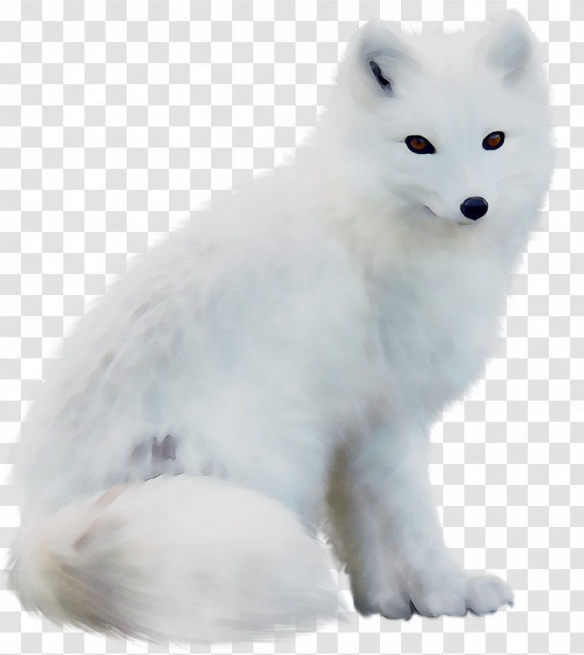 fox dog white