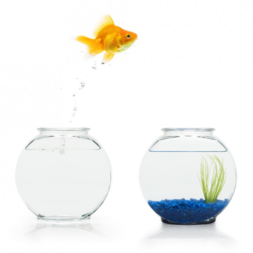 Marketing Business Customer Experience Information Silo Organization - Goldfish Transparent PNG