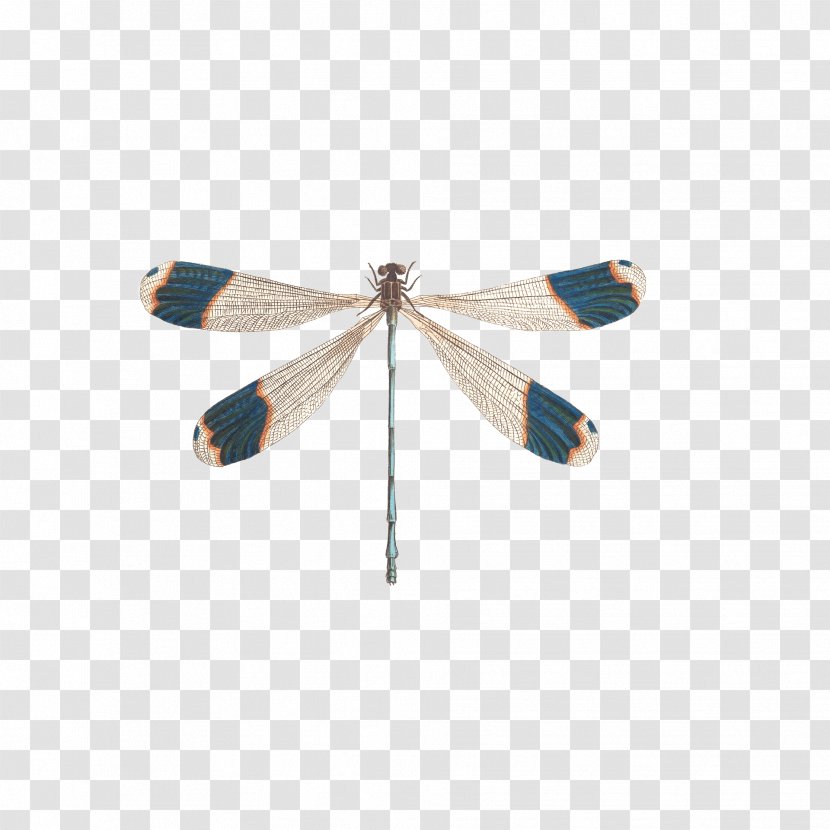 Insect Dragonfly Illustration - Small Transparent PNG