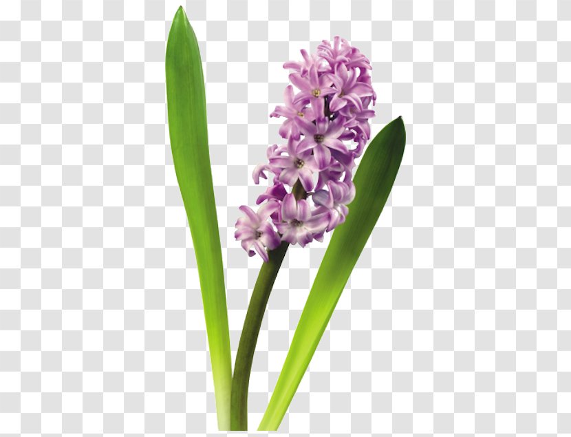 Hyacinth Flower Clip Art - Lilac - Forgetmenot Transparent PNG