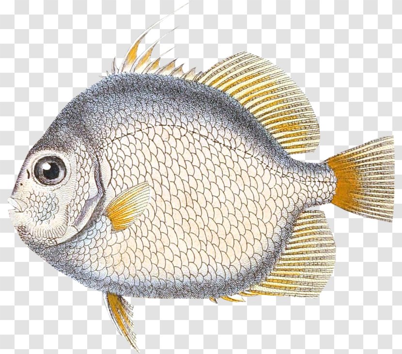 Fish Tilapia Vertebrate - Perch Transparent PNG