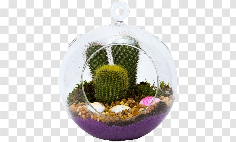 Succulent Plant Cactaceae Terrarium Glass - Suculent Transparent PNG