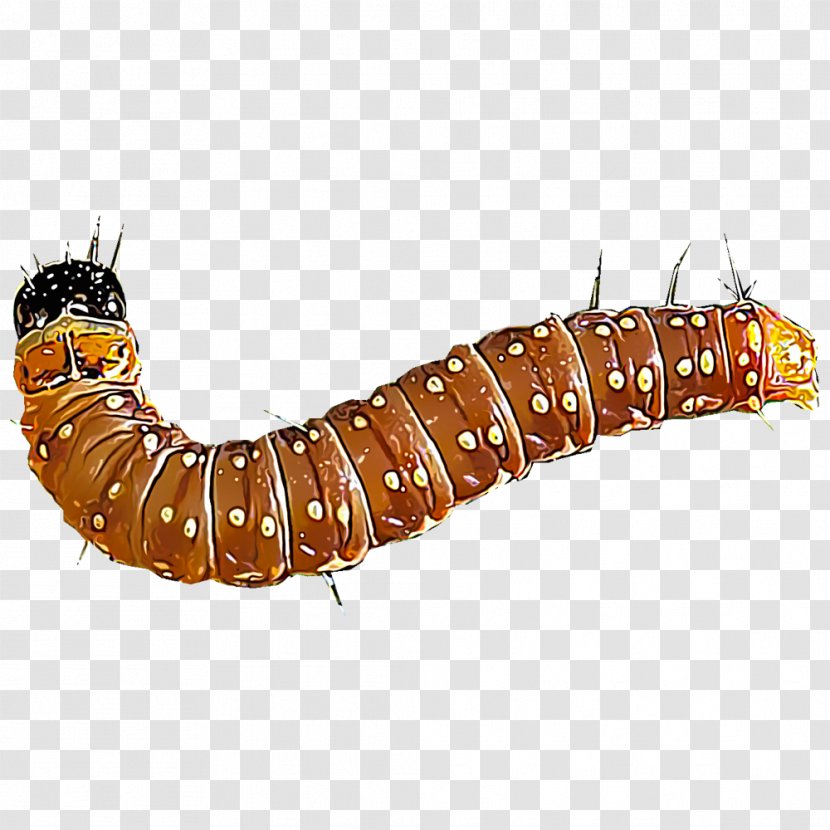 Caterpillar Insect Spruce Budworm - Tent Transparent PNG