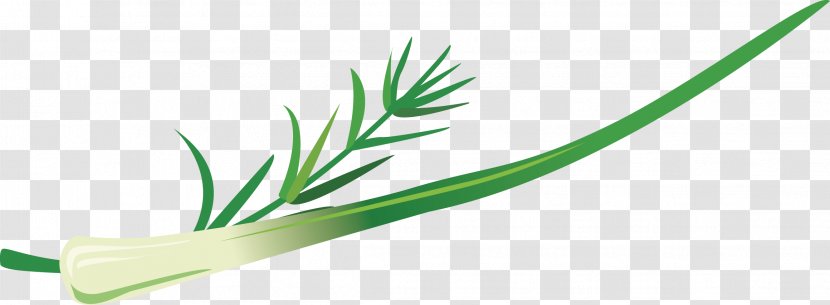 Allium Fistulosum Welsh Cuisine Grasses Leaf - Vegetable - Vector Onion Transparent PNG