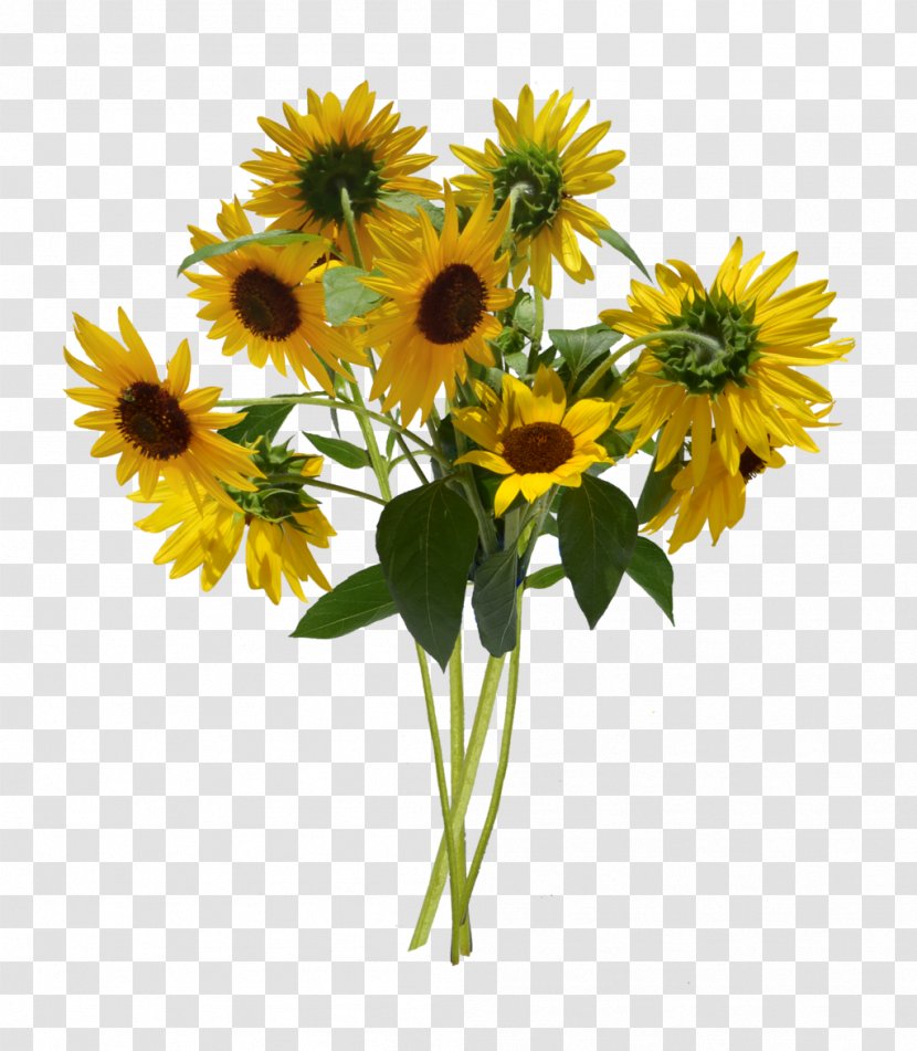 Common Sunflower Information Flower Bouquet - Flowering Plant - Watercolor Flowers Transparent PNG