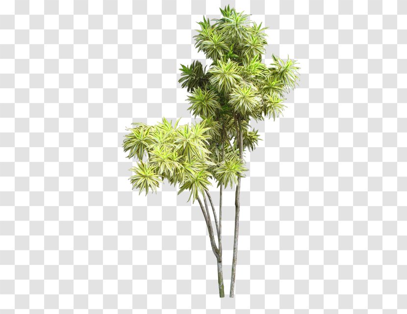 Dracaena Reflexa Vascular Plant Divisi Plants Flowering - Branch - Tumbuhan Berbunga Transparent PNG
