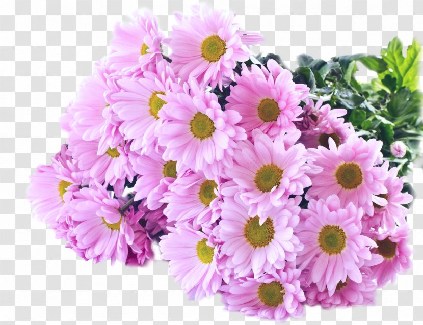 Chrysanthemum Rose Desktop Wallpaper Flower Transvaal Daisy - 8k Resolution Transparent PNG