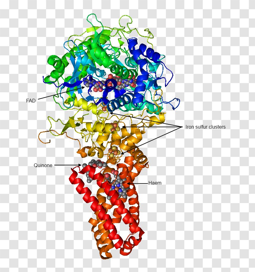 Succinate Dehydrogenase Enzyme Succinic Acid Citric Cycle - Text Transparent PNG