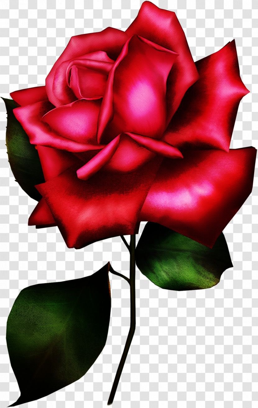 Garden Roses Transparent PNG