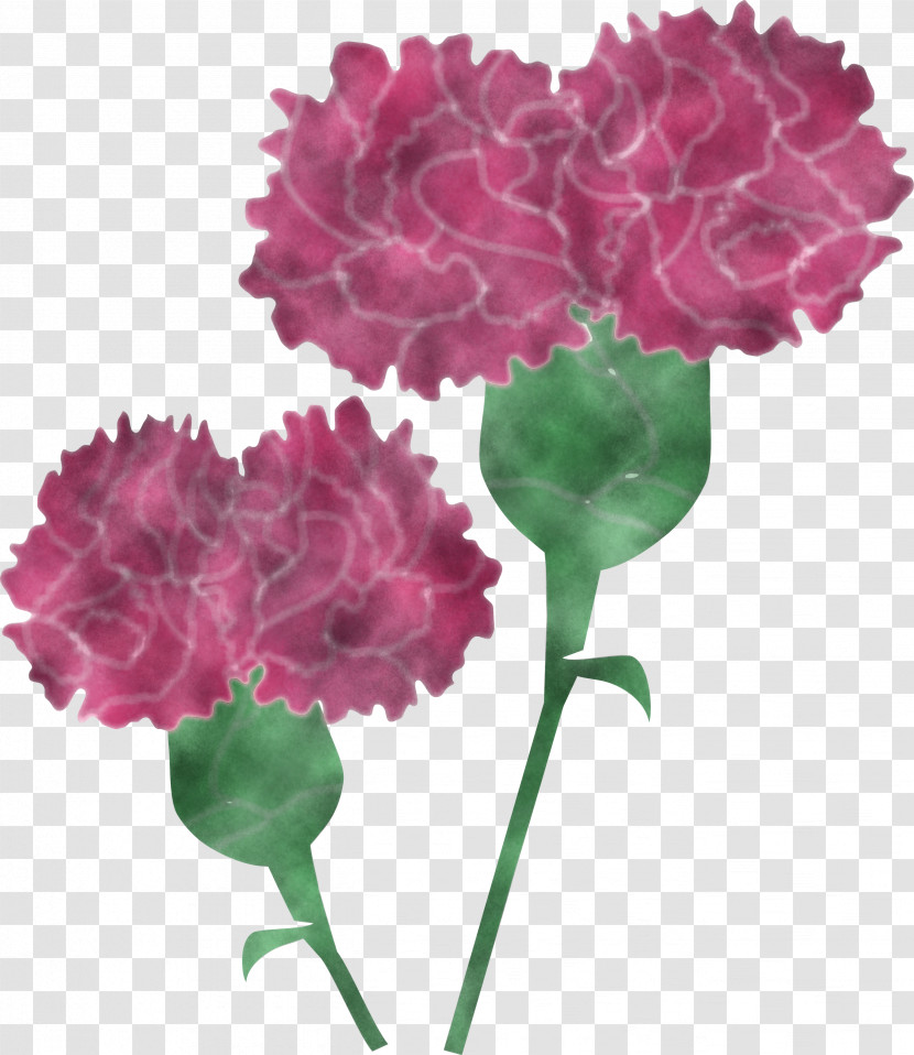 Mothers Day Carnation Mothers Day Flower Transparent PNG