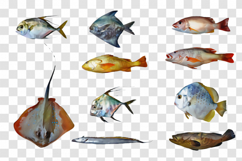 Fish Fish Bony-fish Pomacentridae Transparent PNG