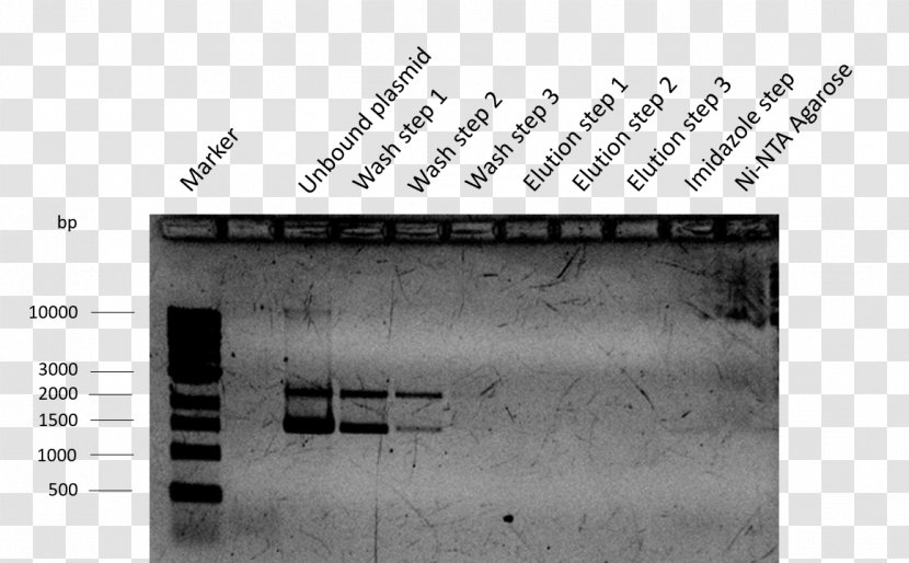 Isopropyl β-D-1-thiogalactopyranoside Plasmid Keyword Tool International Genetically Engineered Machine Transformation - Cell - Radioimmunoprecipitation Assay Buffer Transparent PNG