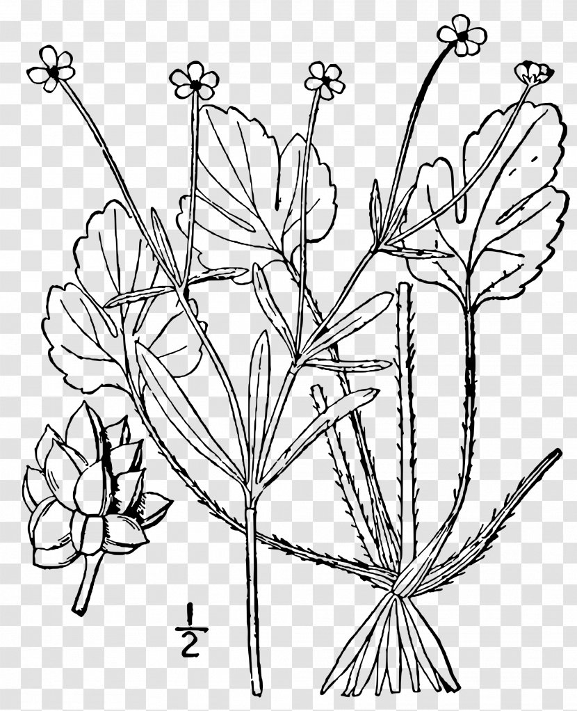 Buttercup Ranunculus Micranthus Plant Stem Forb Transparent PNG