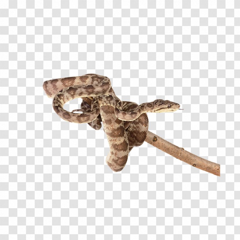 Snake Reptile Clip Art - Stock Photography Transparent PNG