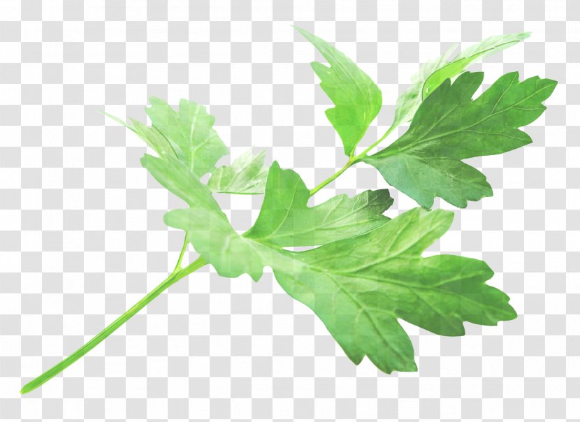 Parsley - Plant - Culantro Lovage Transparent PNG