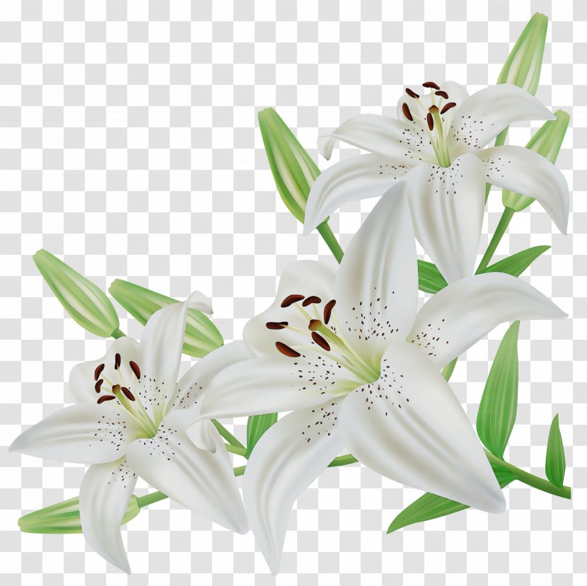 Cut Flowers Tiger Lily Image Illustration - Stargazer - White Transparent PNG