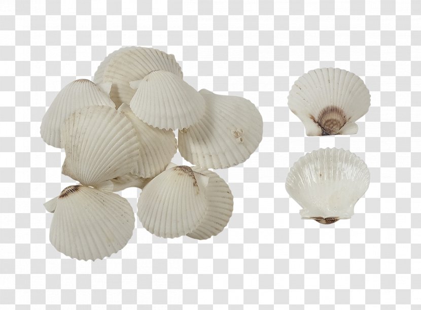 Cockle Seashell Amazon.com Pectinidae Shellcraft - Florida Transparent PNG
