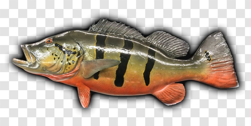 Perch Fish Products 09777 Salmon Fauna - FISH BASS Transparent PNG