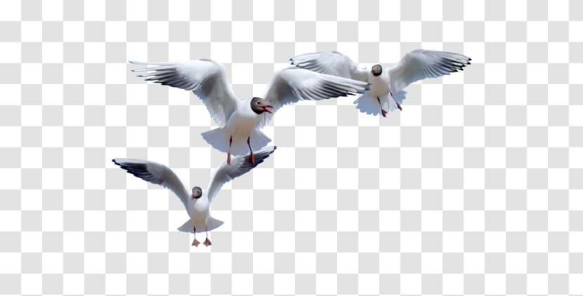 European Herring Gull Common Bird Flight Gulls - Feather - Flying Seagulls Transparent PNG