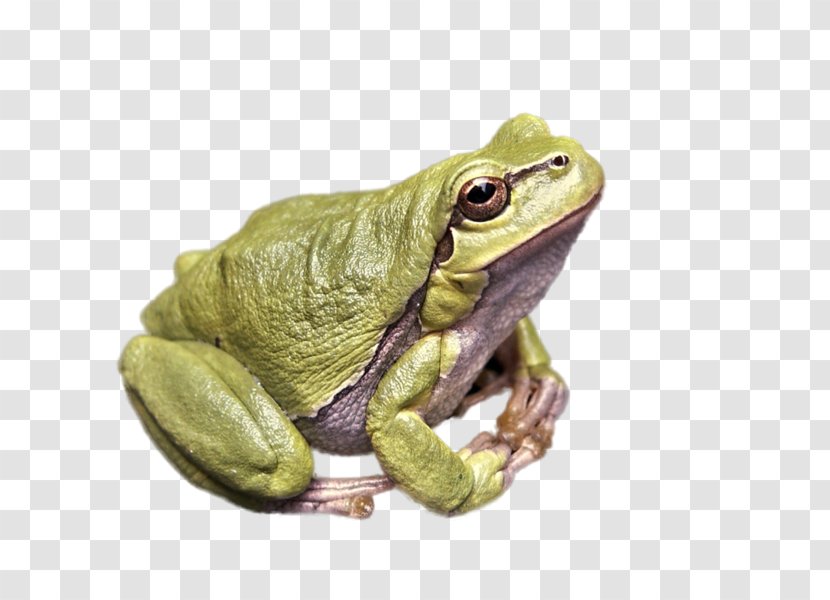 Frog Lithobates Clamitans Killing The Kordovas Desktop Wallpaper - European Green Toad Transparent PNG