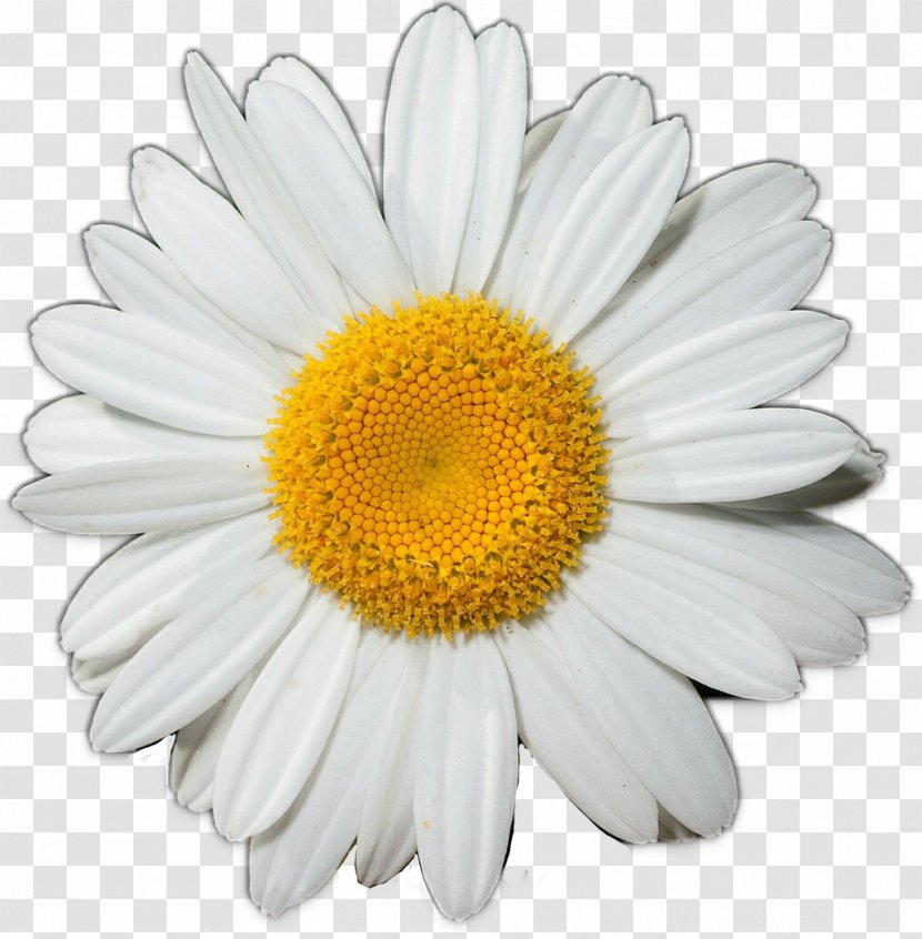 Common Daisy Flower Clip Art Transparent PNG