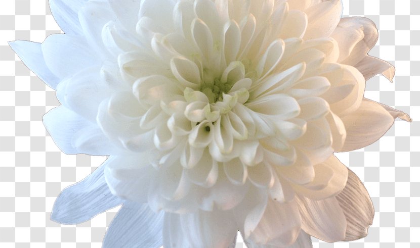 Cut Flowers White Petal Flower Bouquet - Floral Design - Aestheticism Transparent PNG