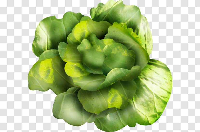Romaine Lettuce Cruciferous Vegetables Vegetarian Cuisine Spring Greens - Respect - Legume Transparent PNG
