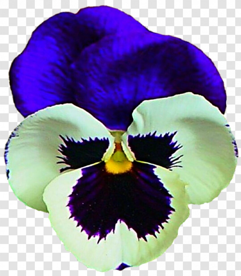 Violet Pansy PicsArt Photo Studio Sticker Plant Transparent PNG