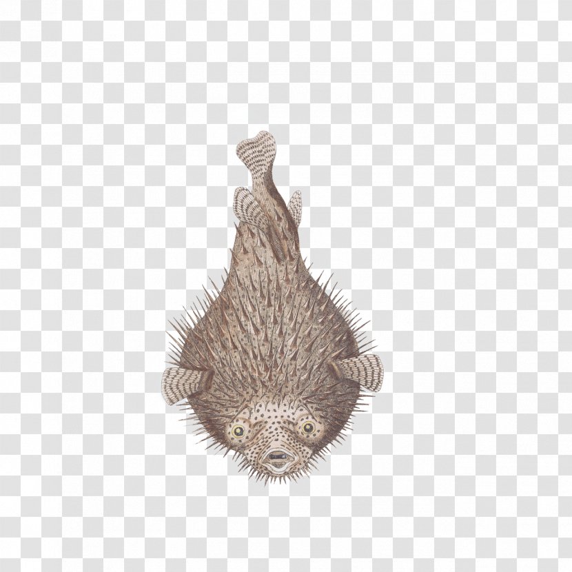 Spot-fin Porcupinefish Pufferfish Rodent Engraving - Fauna - Fish Transparent PNG