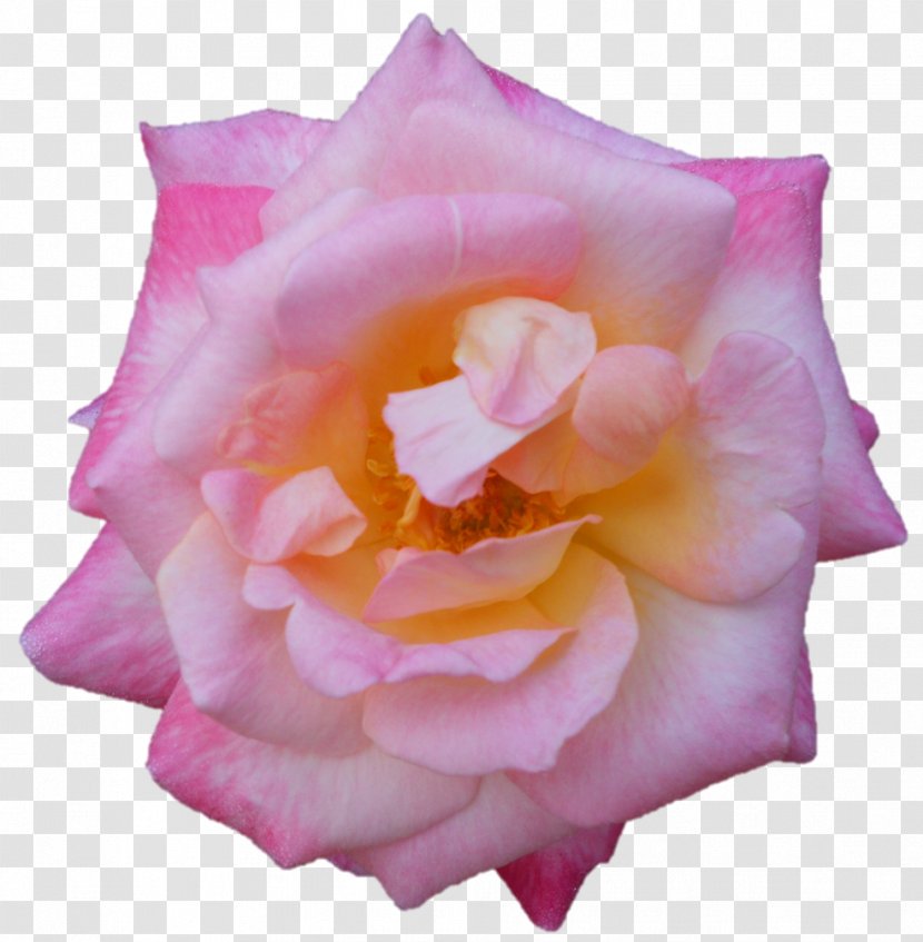 Garden Roses Centifolia Floribunda Cut Flowers Petal - Pink M - Chinese Cuisine Transparent PNG