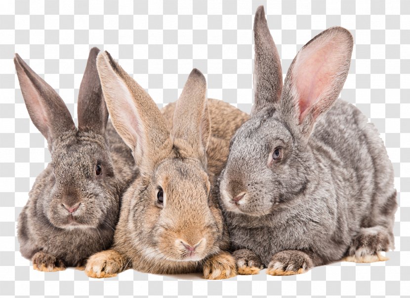 Guinea Pig Domestic Rabbit Stock Photography European - Royalty Payment Transparent PNG