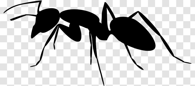 Ant Art Silhouette Clip - Monochrome Transparent PNG