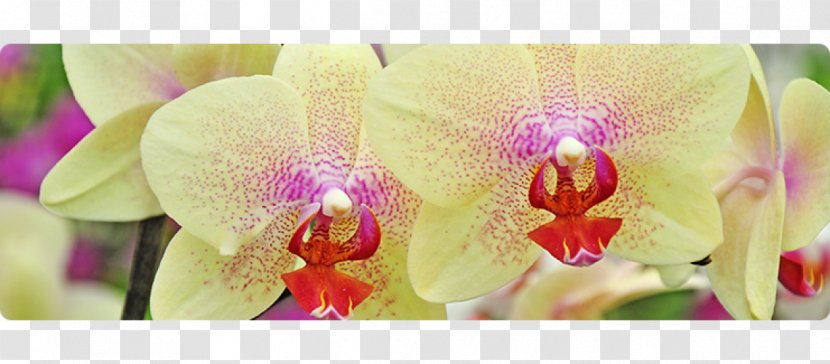 Moth Orchids Floral Design Cattleya Cut Flowers Pink M Transparent PNG