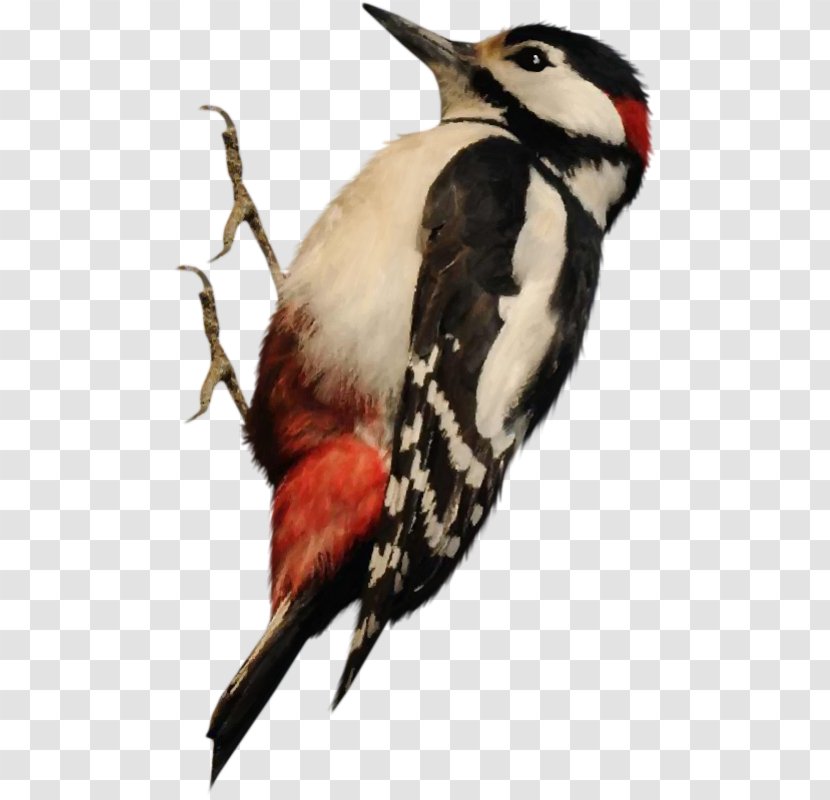 Woody Woodpecker Bird Image - Feather Transparent PNG