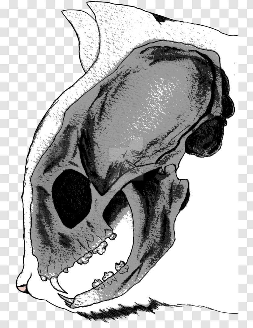 Snout Jaw Automotive Design Mouth Sketch - Frame - Skull Transparent PNG