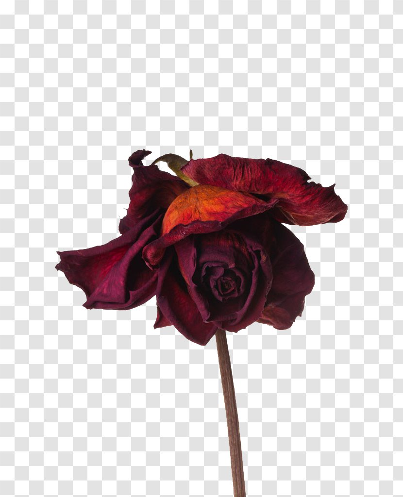 Rose Flower Preservation - Red - Dry Roses Transparent PNG