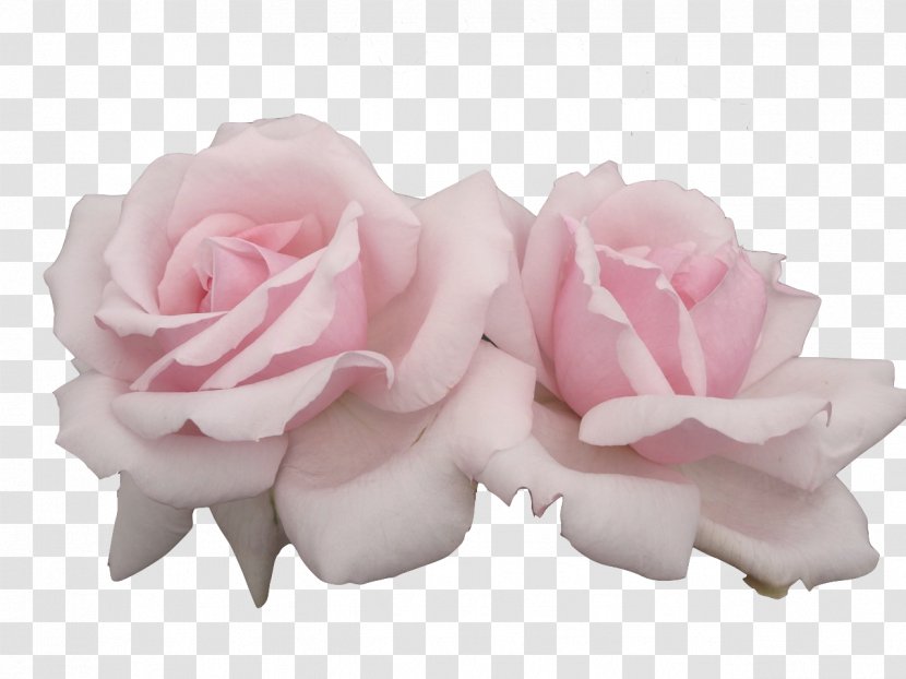 Pink Flowers Pastel Rose - Purple Transparent PNG