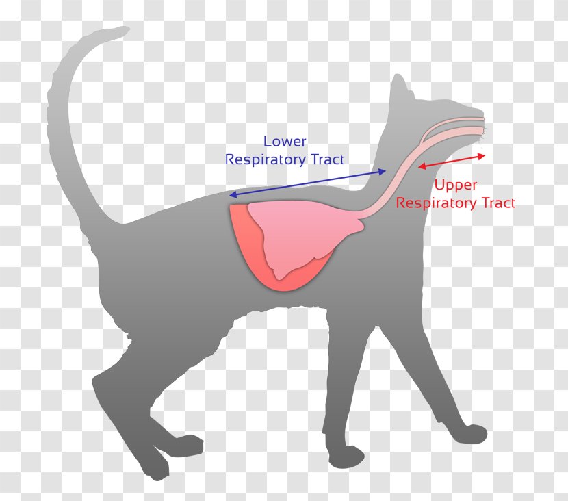 Cat Flu Felidae Kitten Decal Transparent PNG
