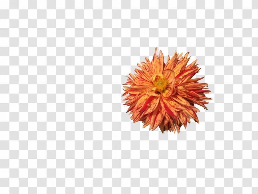 Flower Dahlia - Chrysanths - Orange Transparent PNG