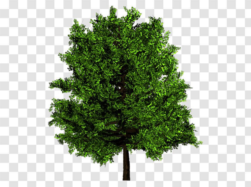 Tree Wood Ulmus Minor English Oak Texture Mapping - Branch Transparent PNG
