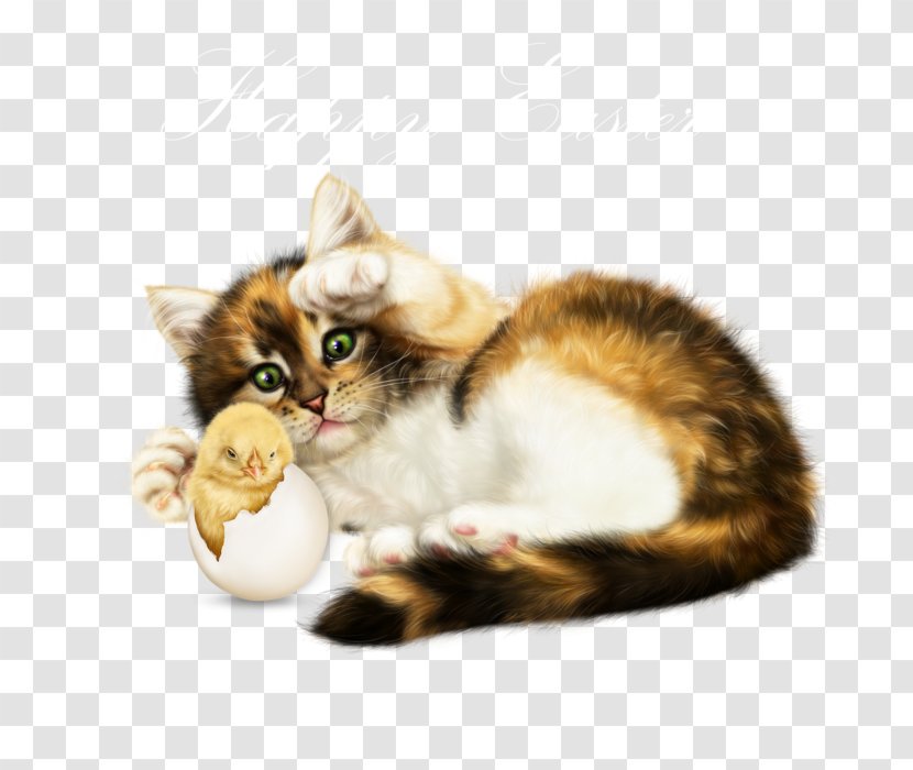 Kitten Whiskers Domestic Short-haired Cat Clip Art - Like Mammal Transparent PNG