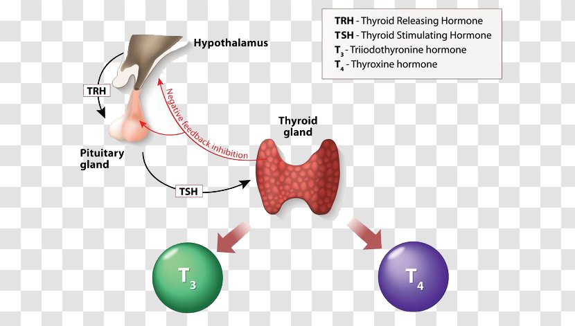 Thyroid Hormones Triiodothyronine Thyroxine Thyroid-stimulating Hormone - Heart - Pituitary Gland Transparent PNG