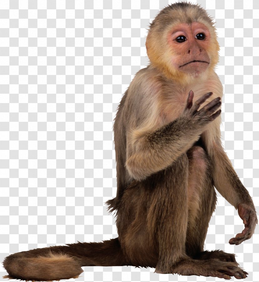 Primate Lemurs Macaque Old World Monkeys - Monkey Transparent PNG